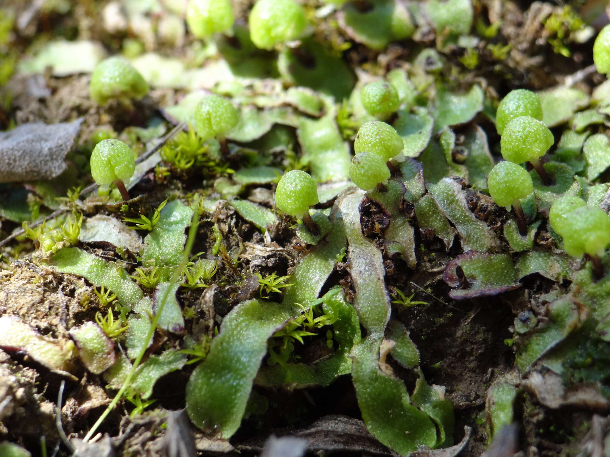 Image of Asterella bolanderi (Austin) Underw.