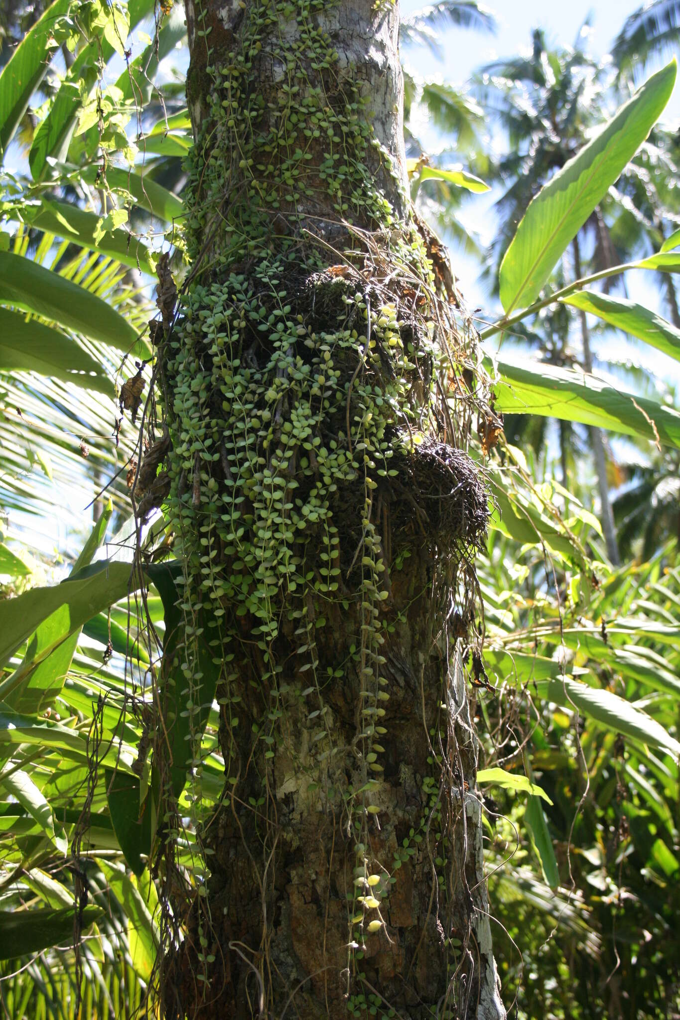 Image of Dischidia nummularia R. Br.