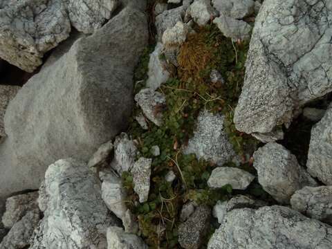 Image of Epilobium brunnescens subsp. brunnescens
