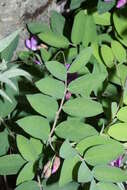 Image of American vetch