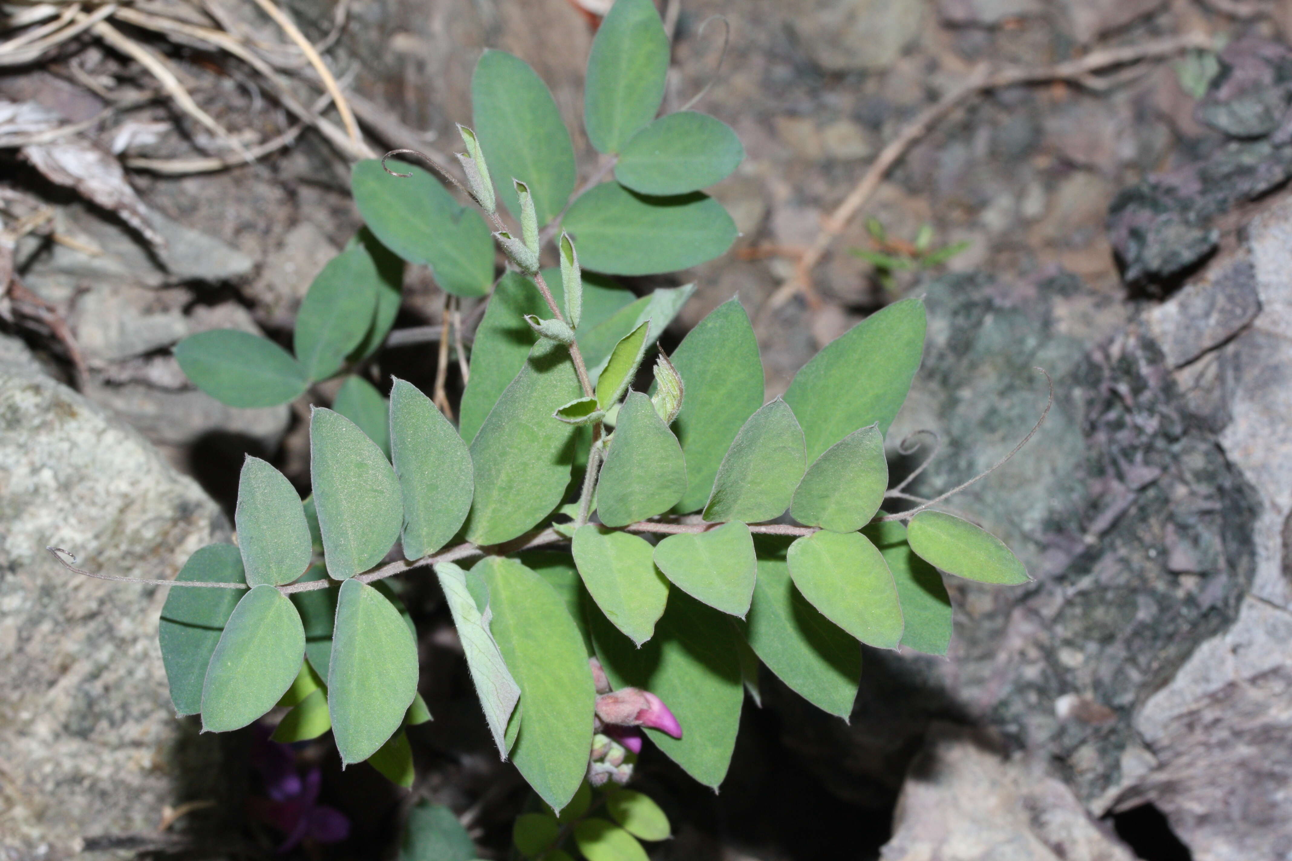 Image of American vetch