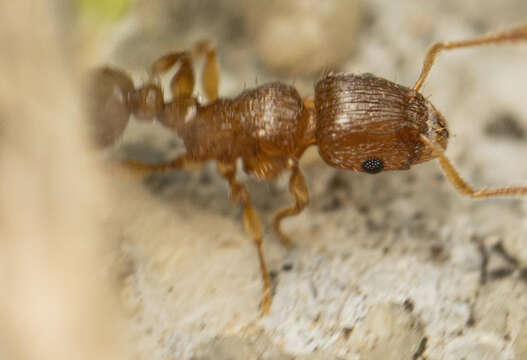 صورة Tetramorium frigidum Arnold 1926