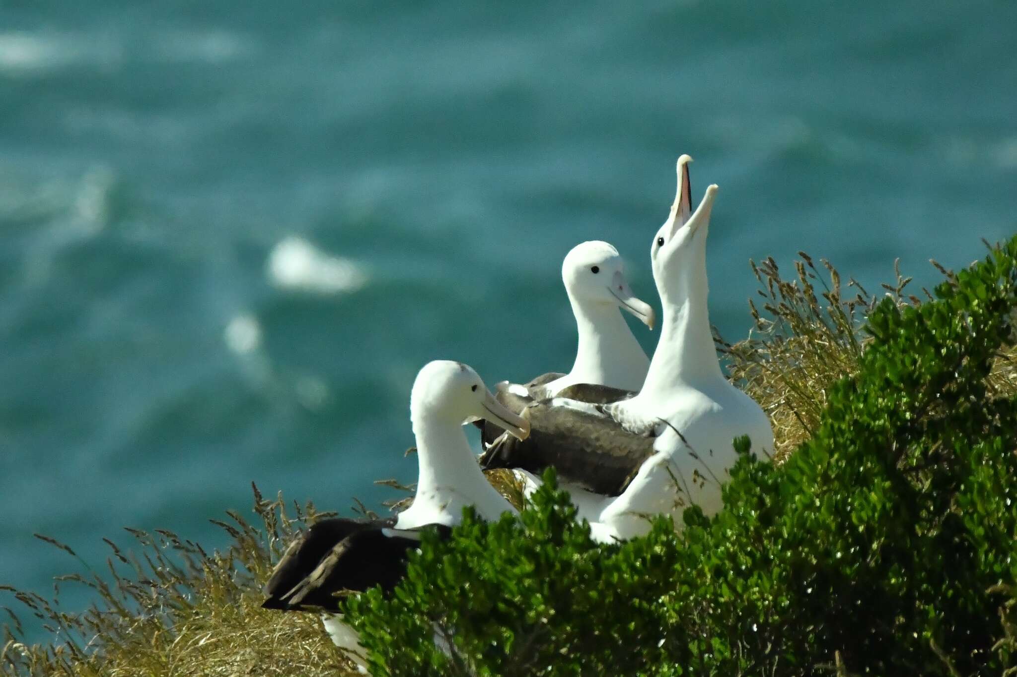 Image of Royal Albatross