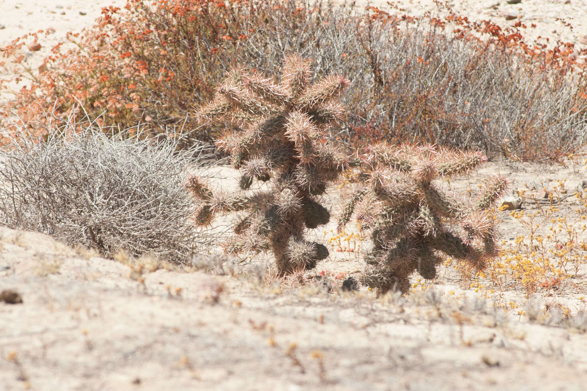 Image of coastal cholla