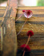 Image of Marasmius pulcherripes Peck 1872