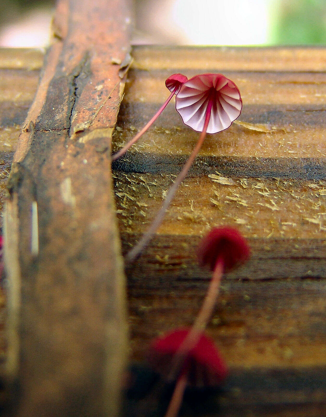 Image of Marasmius pulcherripes Peck 1872