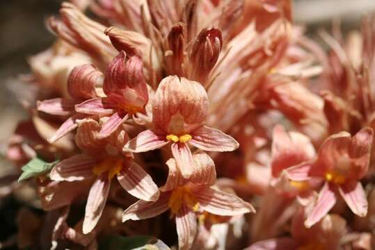 Image of California broomrape