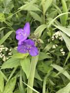 Image of longbract spiderwort