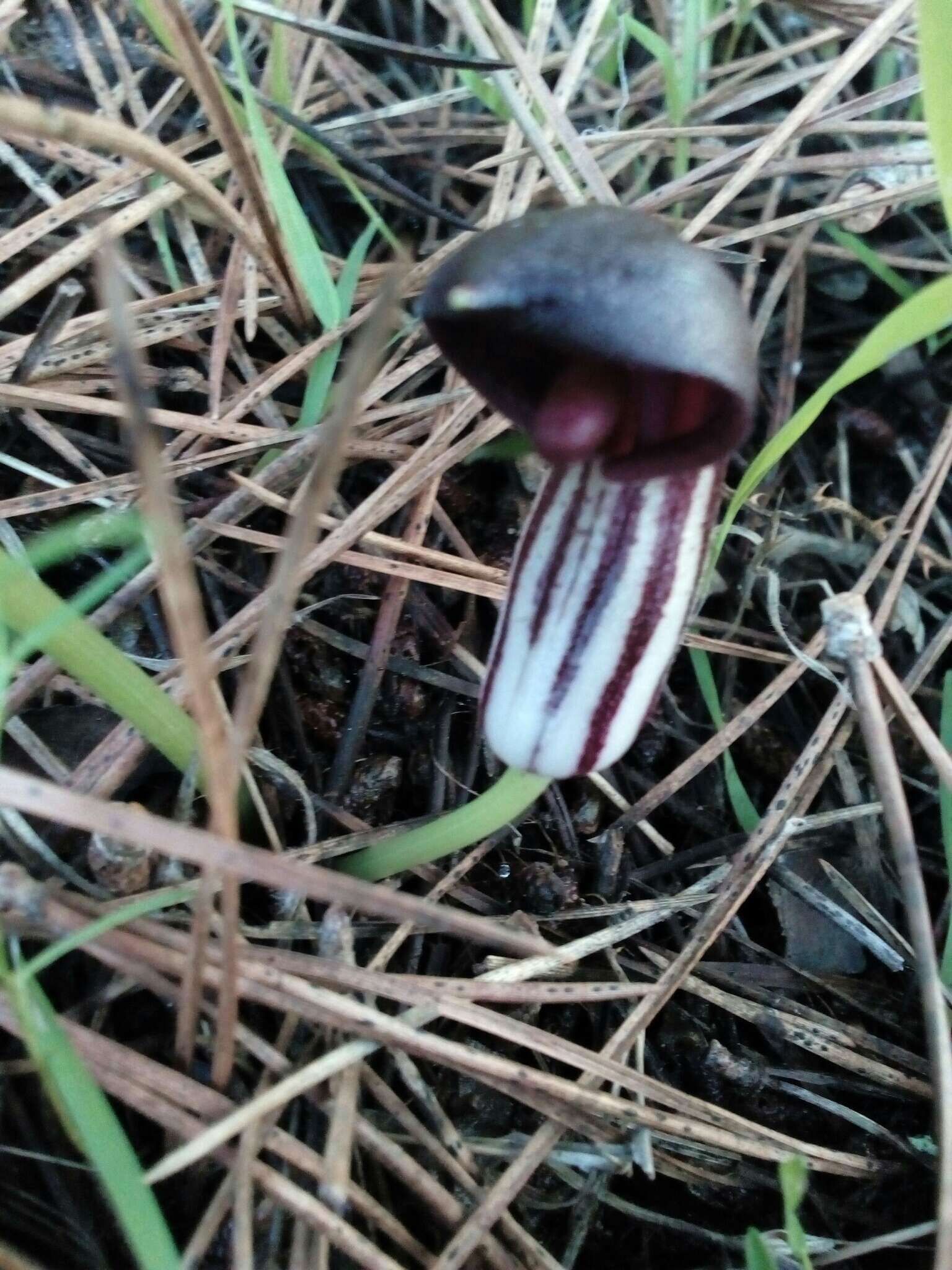 Image of Arisarum simorrhinum Durieu