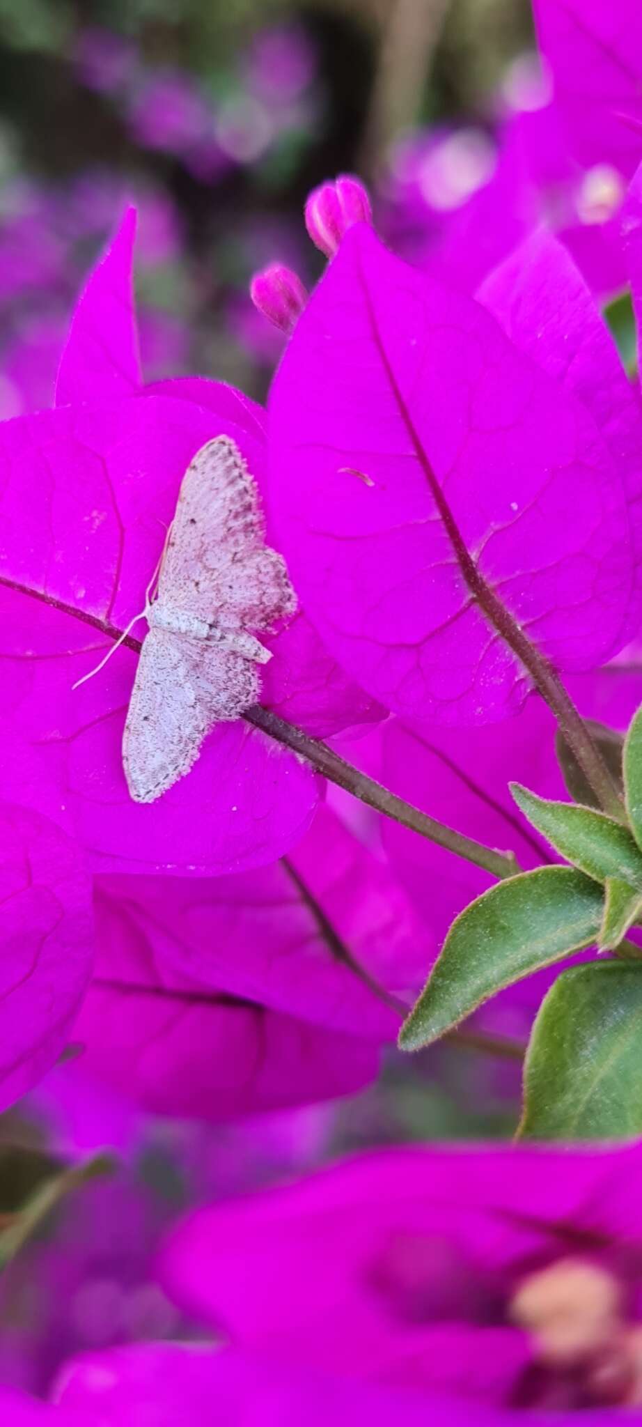 Sivun Idaea incisaria Staudinger 1892 kuva