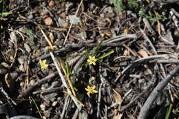 Sivun Triteleia ixioides subsp. cookii (Hoover) L. W. Lenz kuva