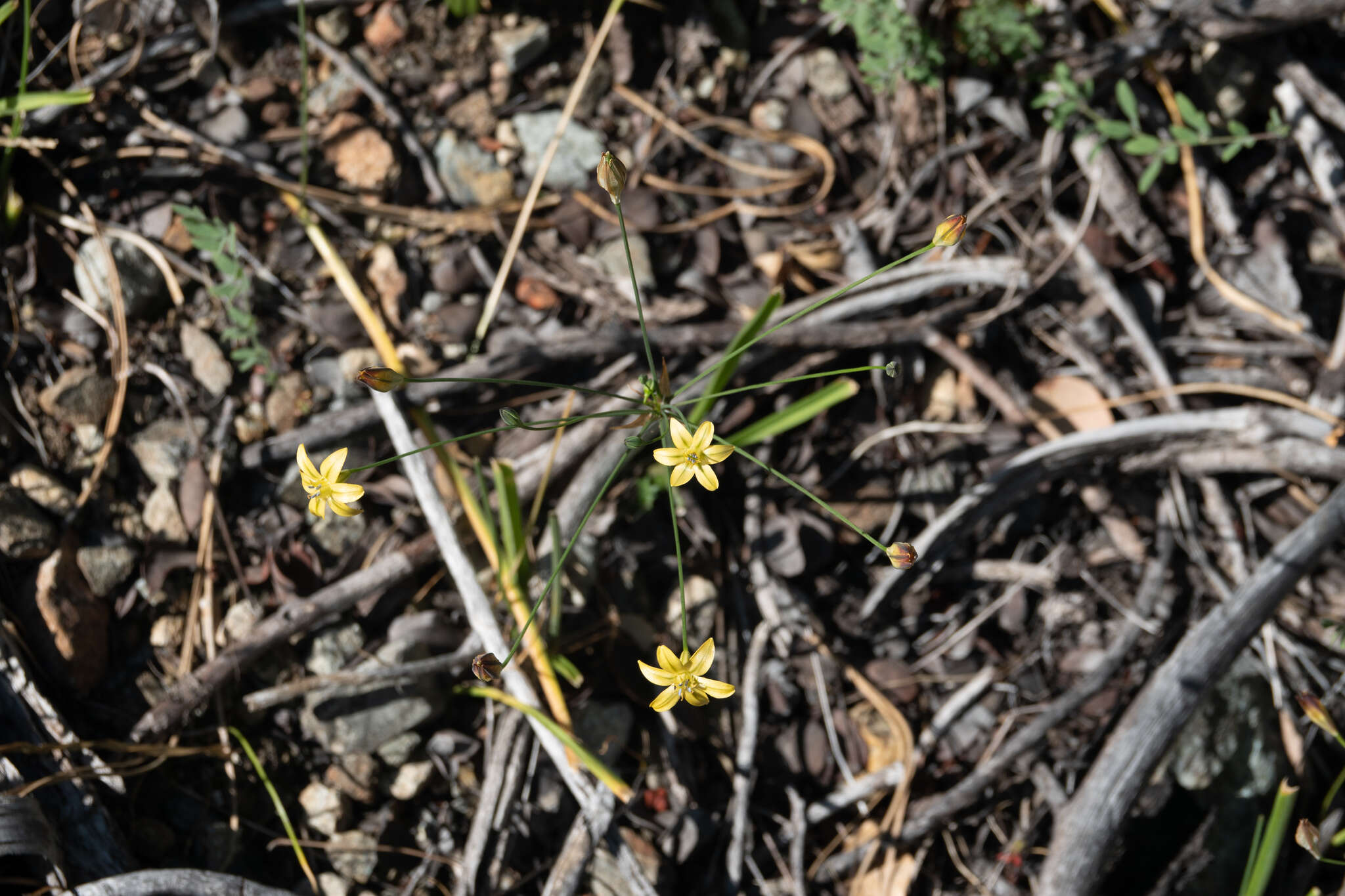 Sivun Triteleia ixioides subsp. cookii (Hoover) L. W. Lenz kuva