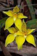 Image de Caladenia flava subsp. maculata Hopper & A. P. Br.