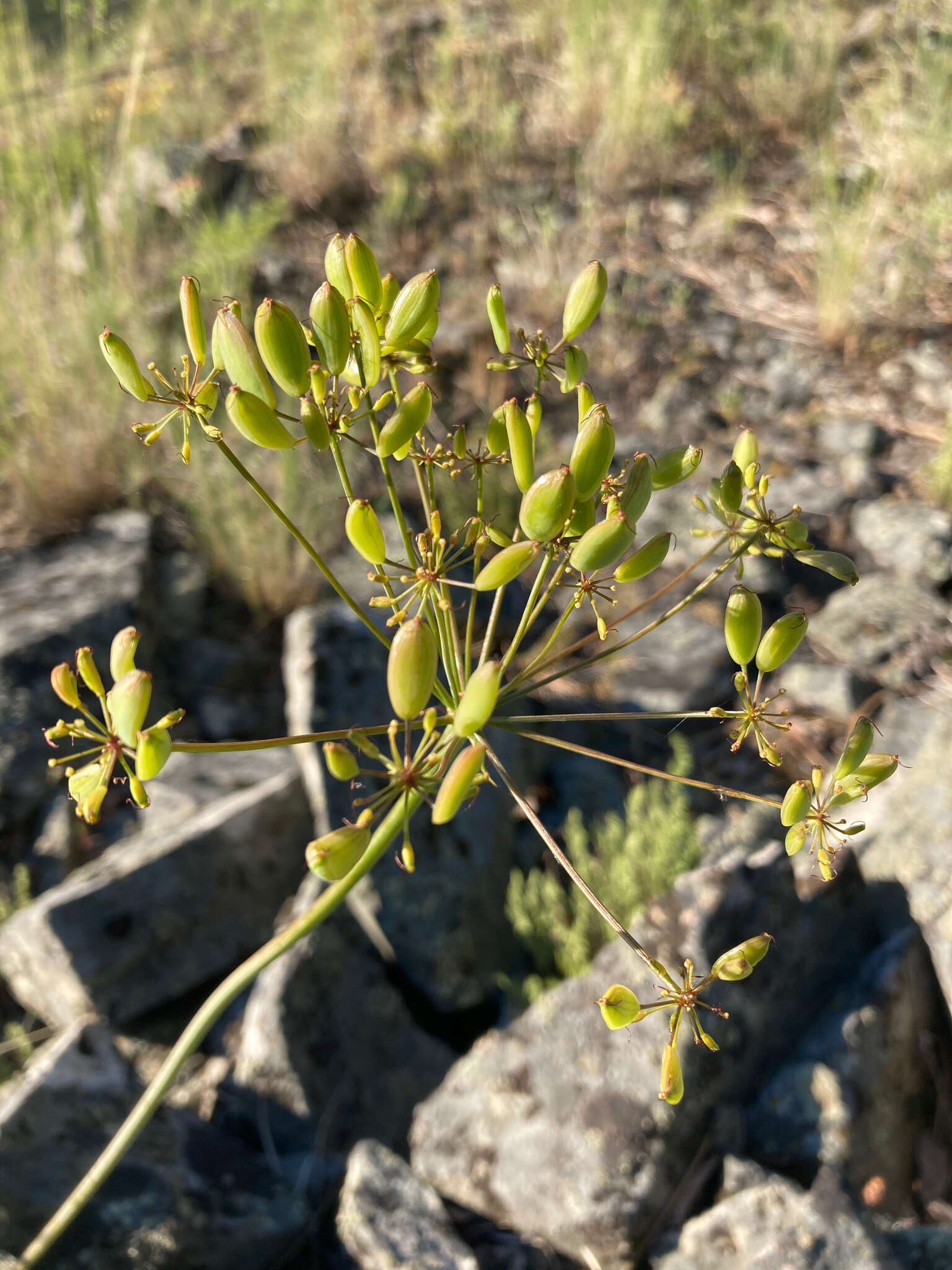 Image of carrotleaf biscuitroot