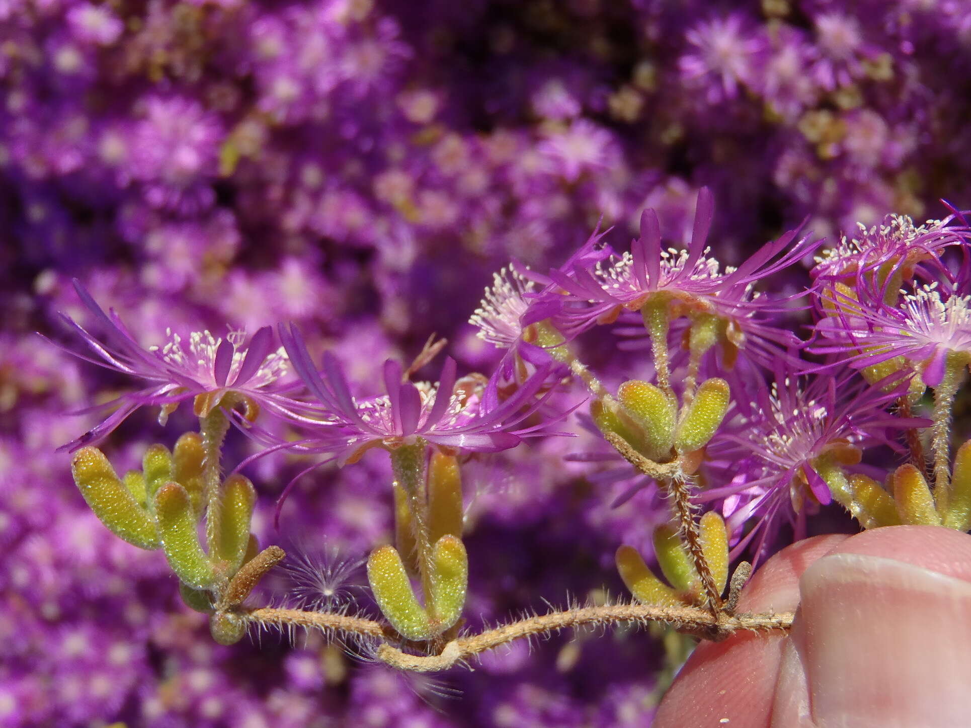 Imagem de Drosanthemum hispidum (L.) Schwant.