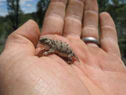 Image of Pigmy Short-Horned Lizard