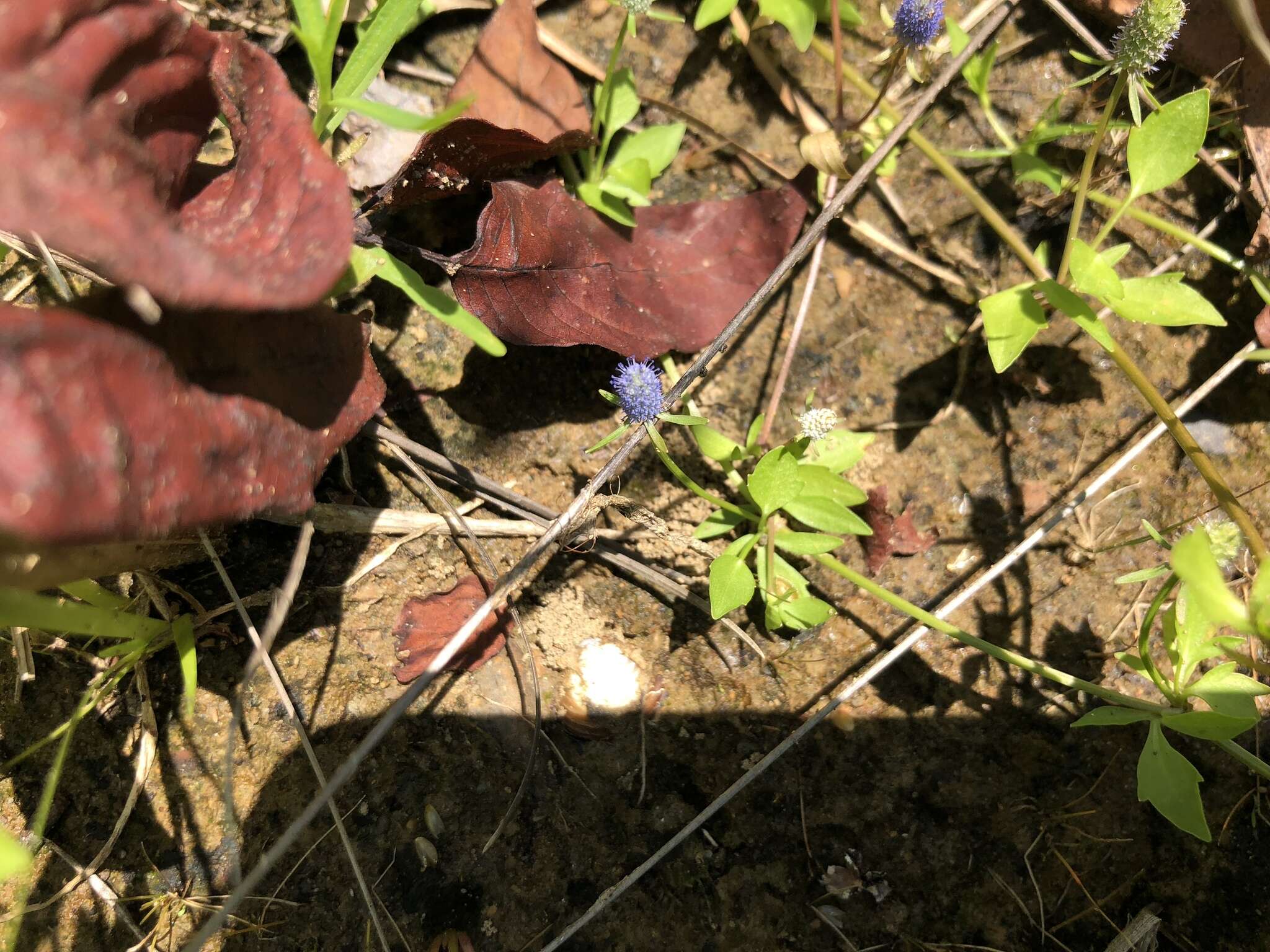 Image of creeping eryngo