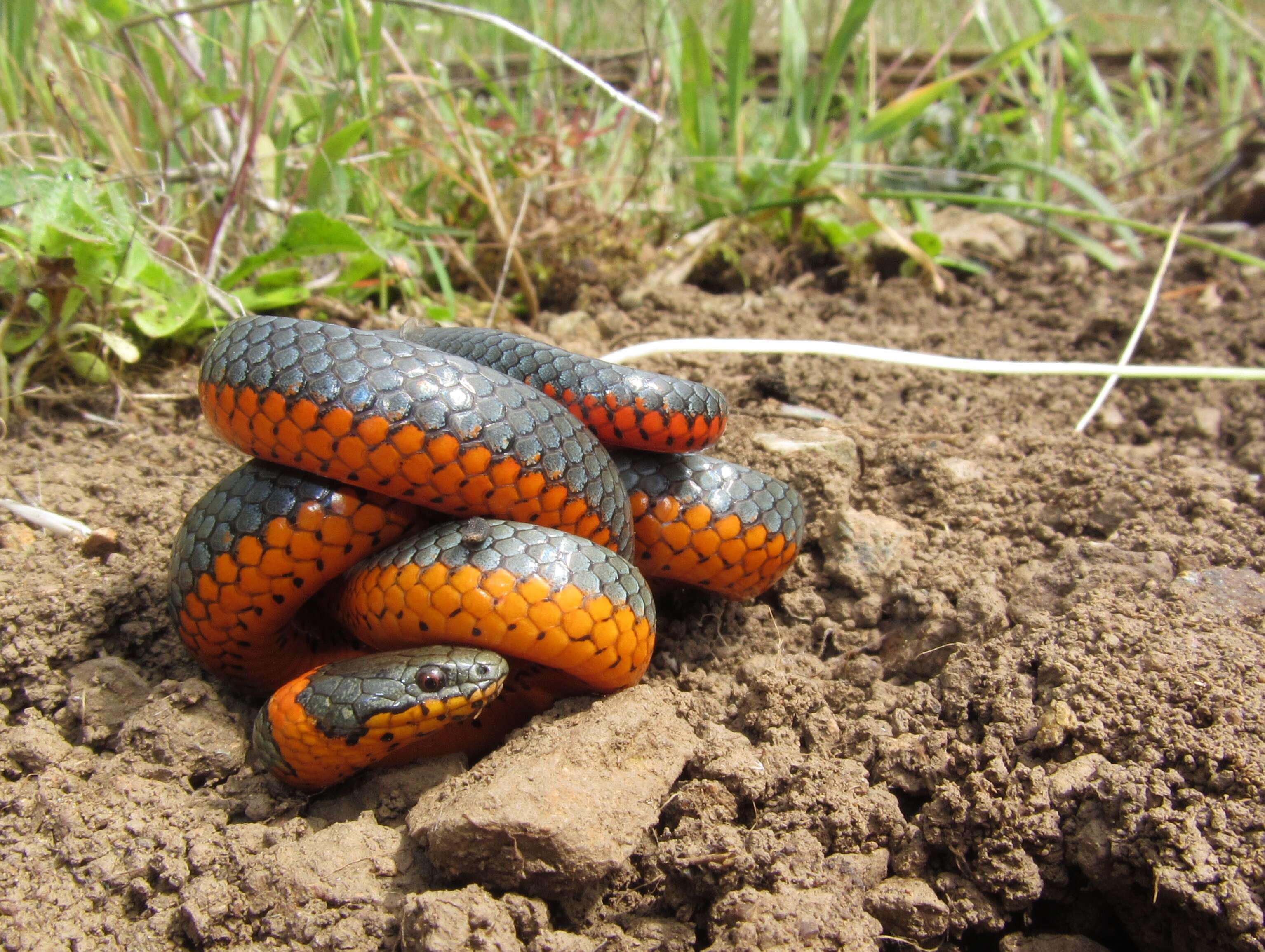 Image of Ring-necked Snake