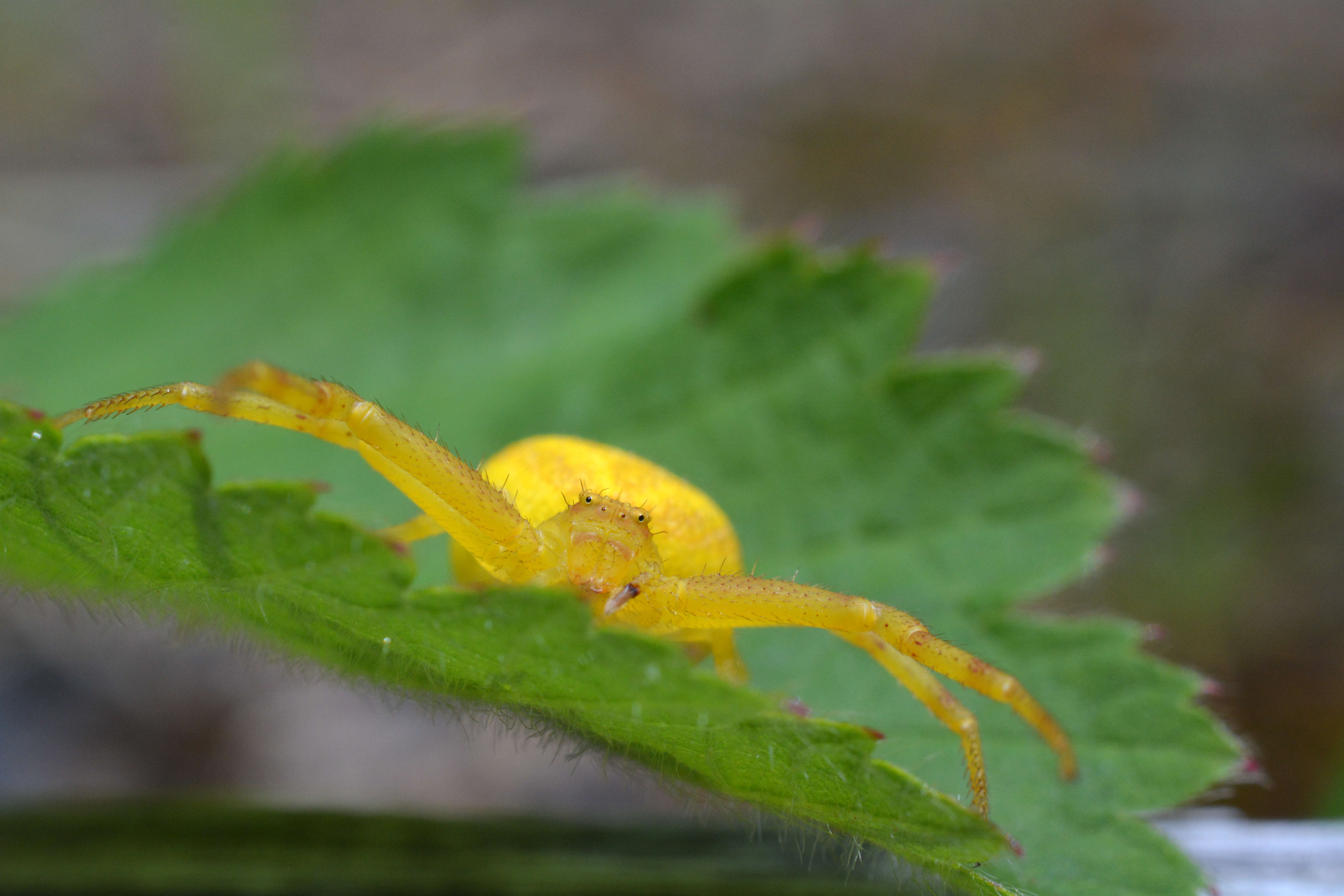 Image of Flower Crab Spiders