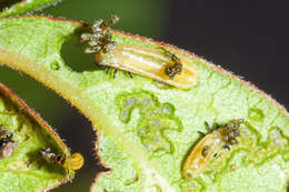 Image of Sumac Flea Beetle