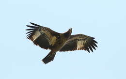 Image of Band-tailed Fish-eagle