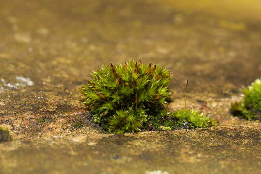 Image of orthotrichum moss