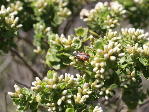 Imagem de Baccharis vernalis F. H. Hellwig