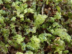 Image of stellar calcareous moss