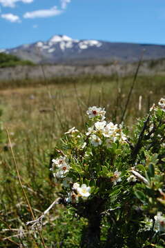 Image of Escallonia virgata (Ruiz & Pavón) Pers.