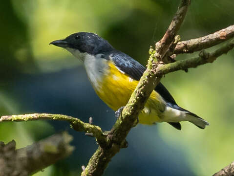 Image of Legge's Flowerpecker