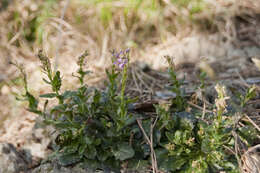 Arabis collina Ten.的圖片