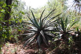 Image de Agave hookeri Jacobi