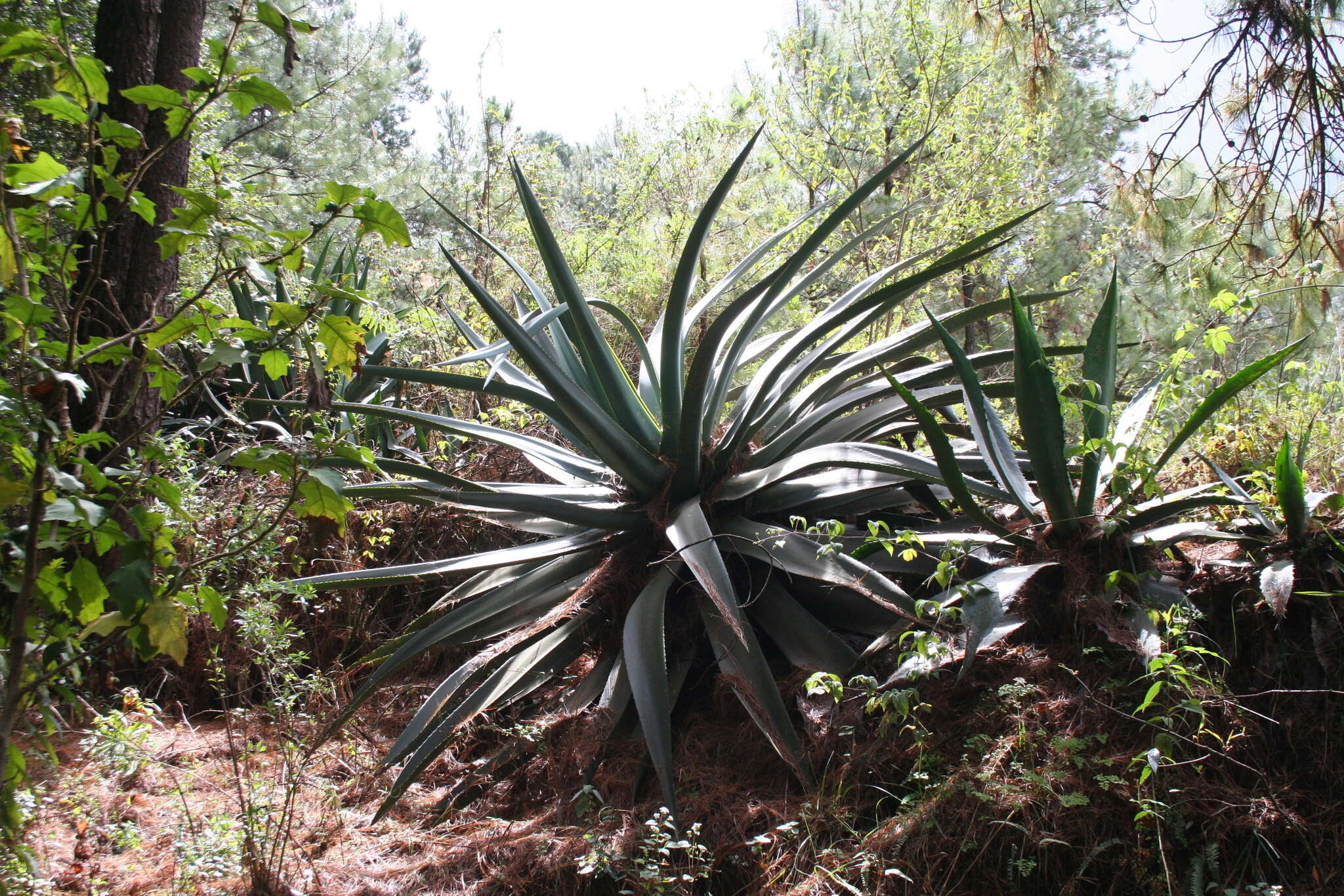 Sivun Agave hookeri Jacobi kuva