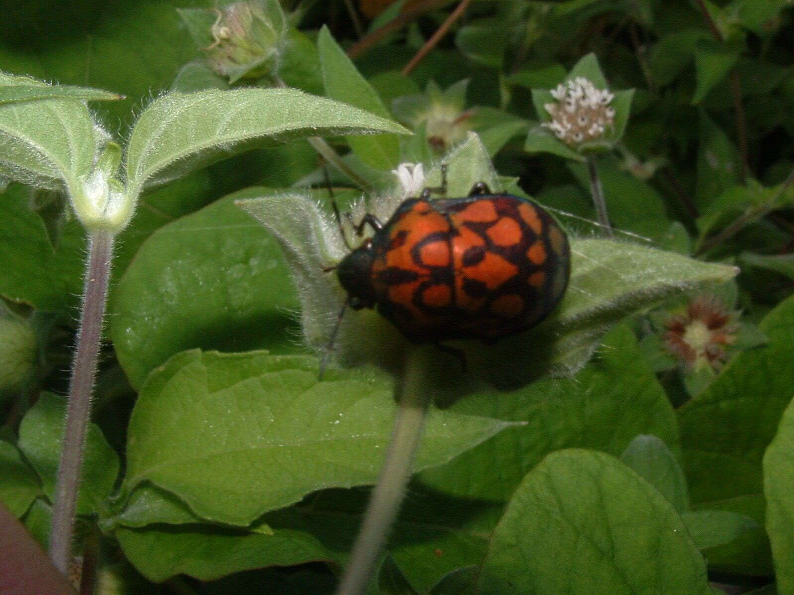 Image of Orsilochides variabilis (Herrich-Schaeffer 1837)