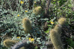 Image of <i>Acmispon argophyllus</i> var. <i>argenteus</i>