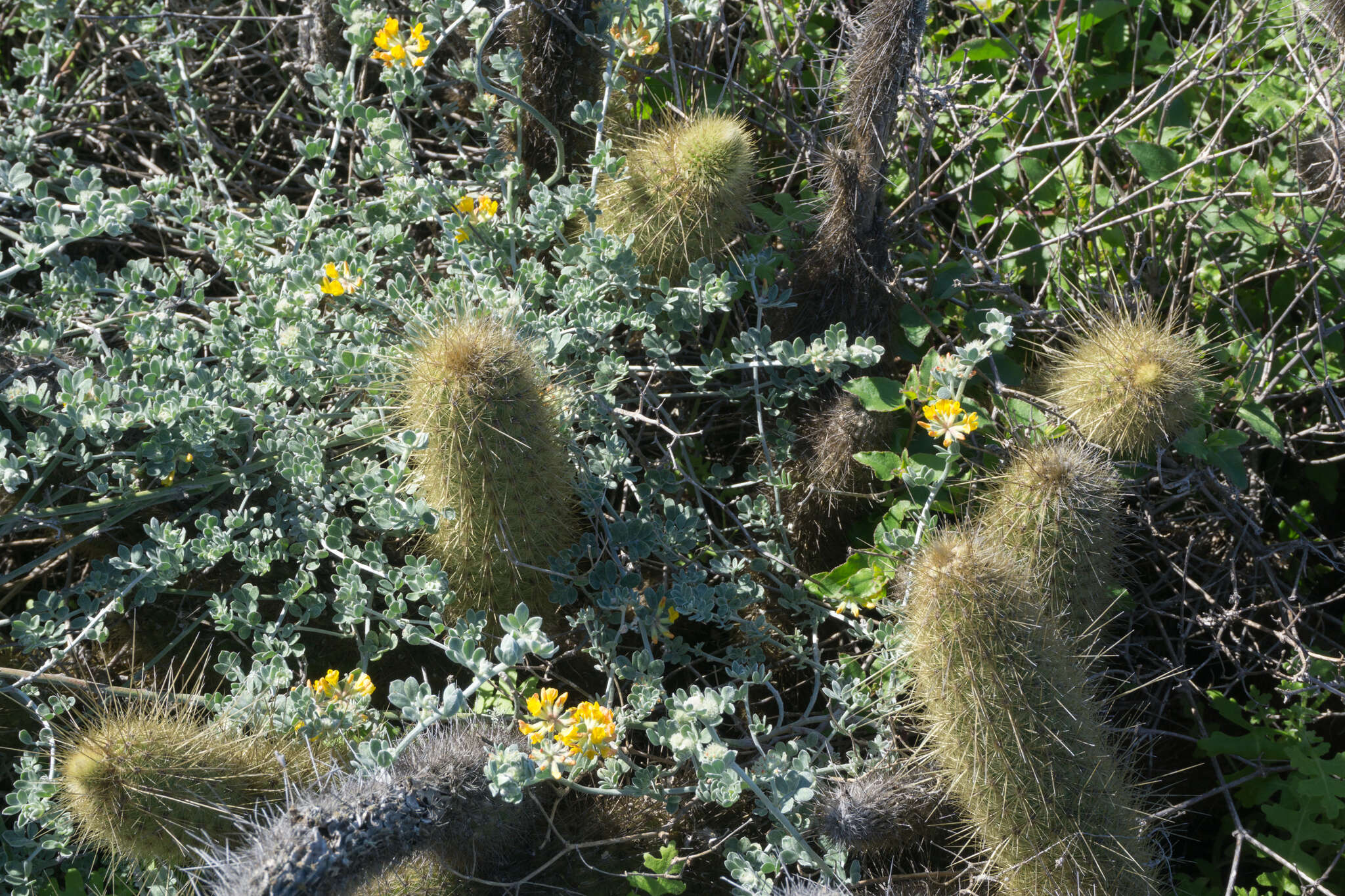 Image of <i>Acmispon argophyllus</i> var. <i>argenteus</i>