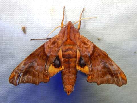 Image of Small-eyed Sphinx