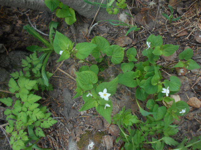 Viola canadensis var. scopulorum A. Gray的圖片