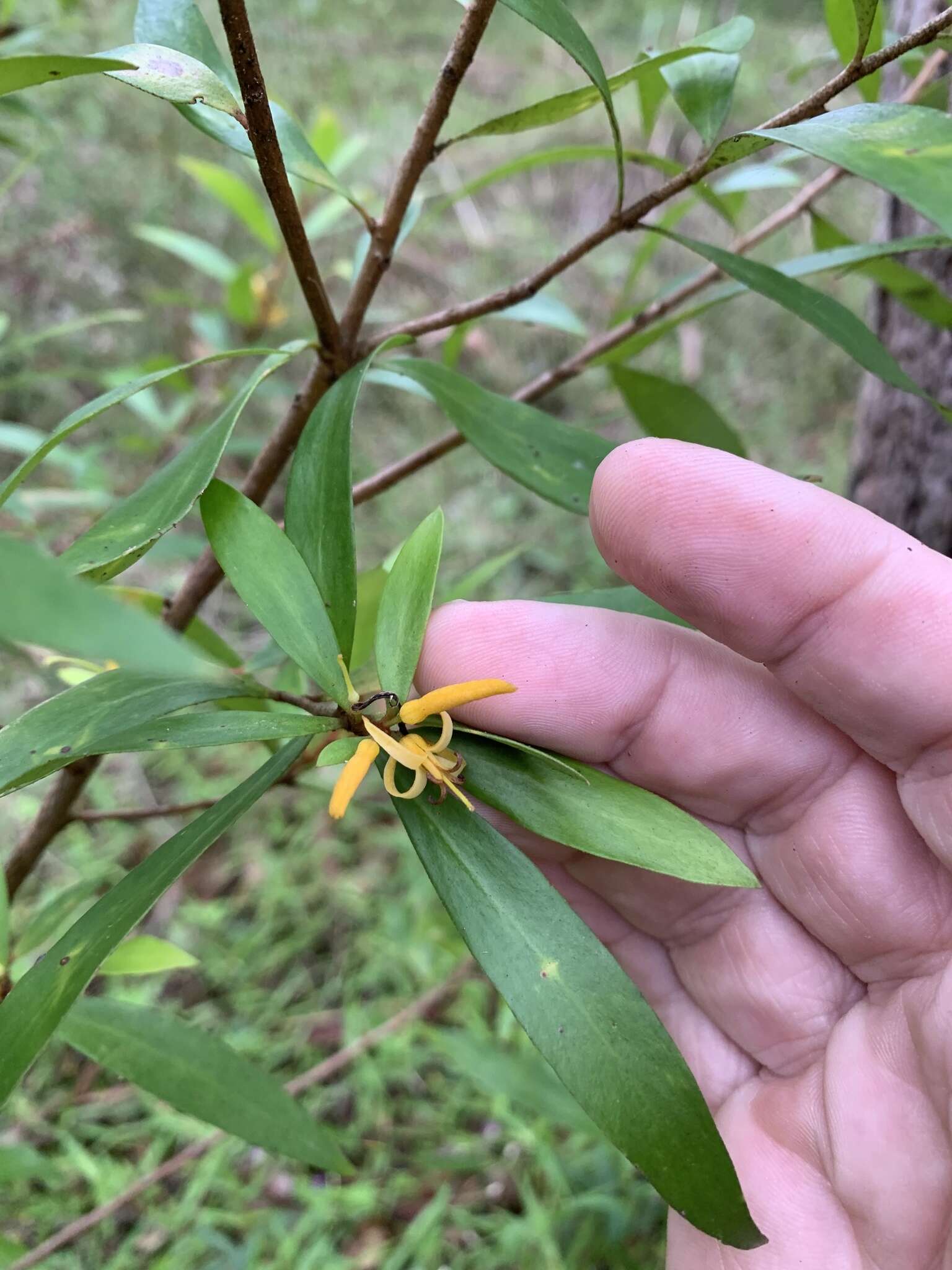 Image of Persoonia iogyna P. H. Weston & L. A. S. Johnson