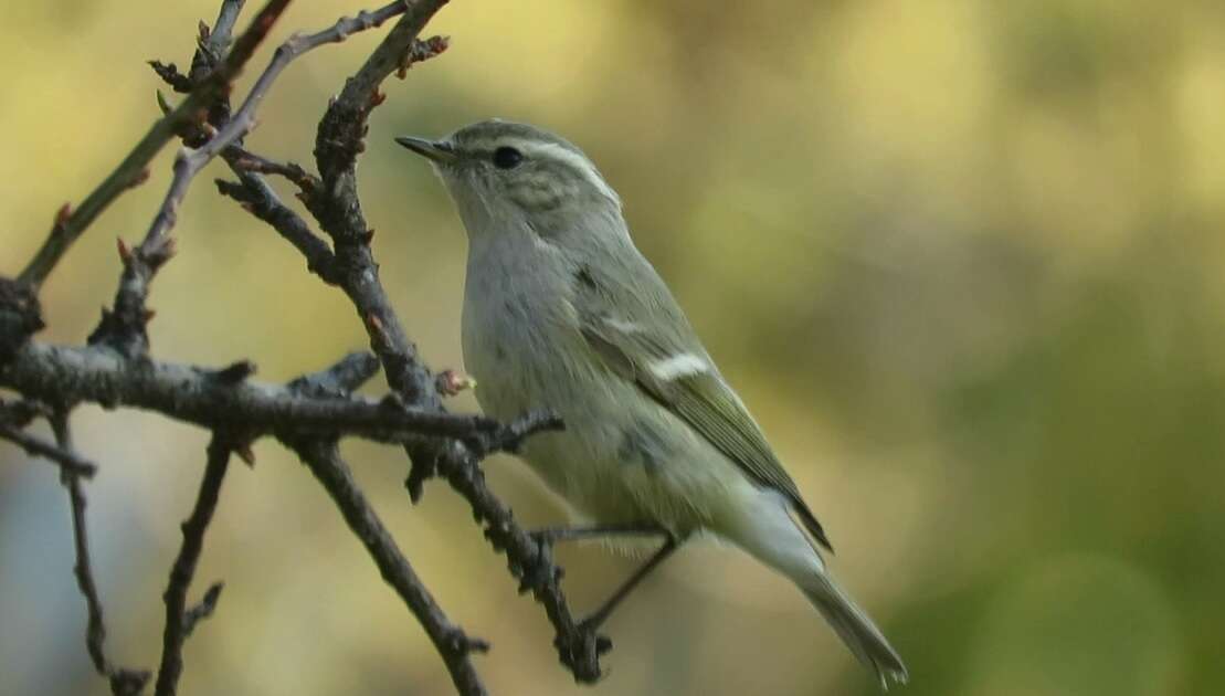 Слика од Phylloscopus humei (Brooks & WE 1878)