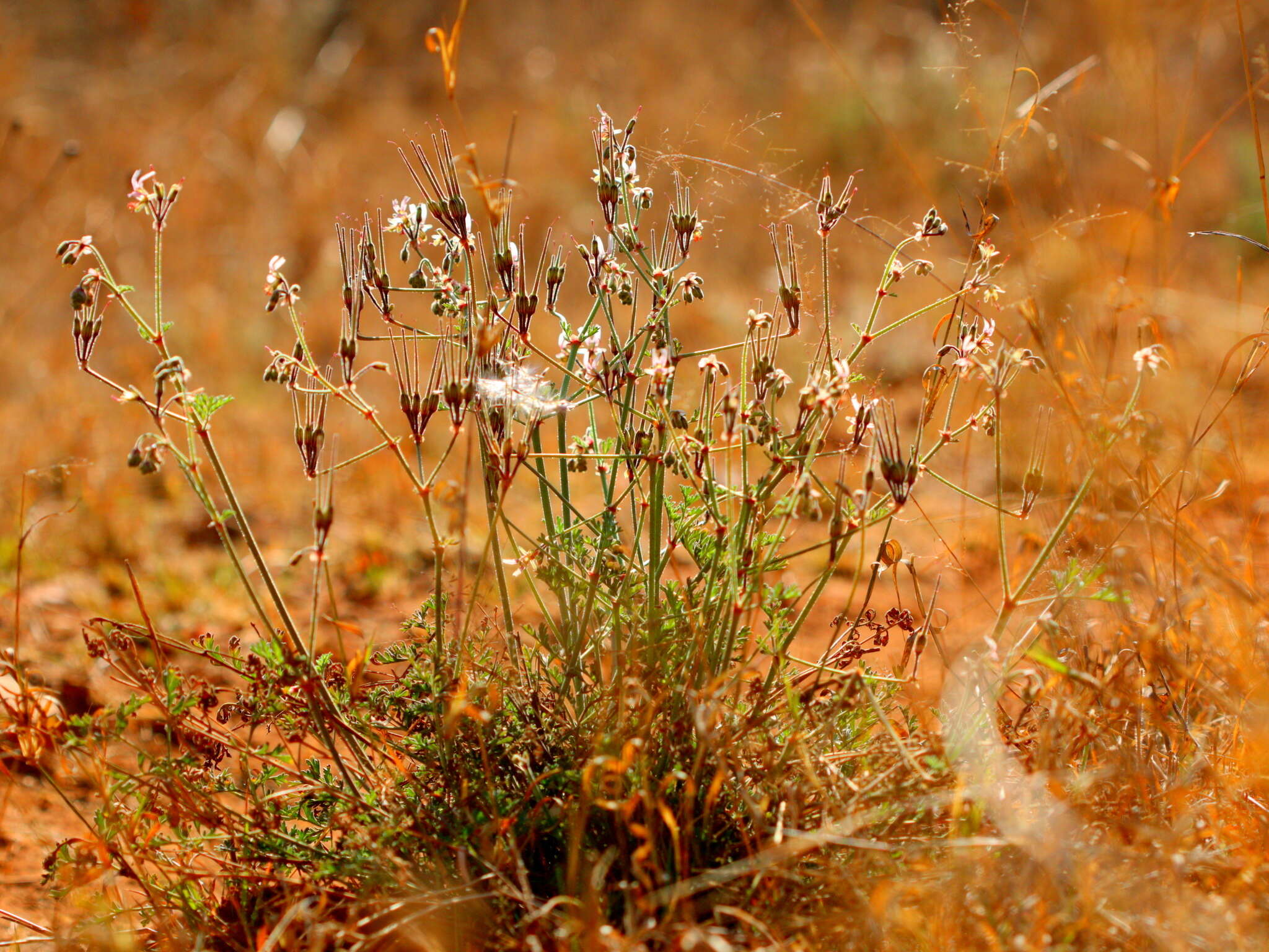 Image of Rock pelargonium