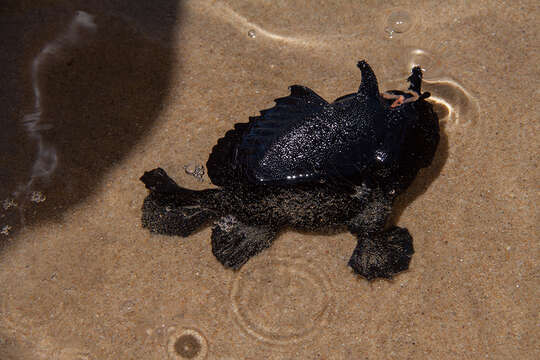 Image of Spitlure Frogfish