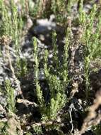 Image of pygmy sagebrush