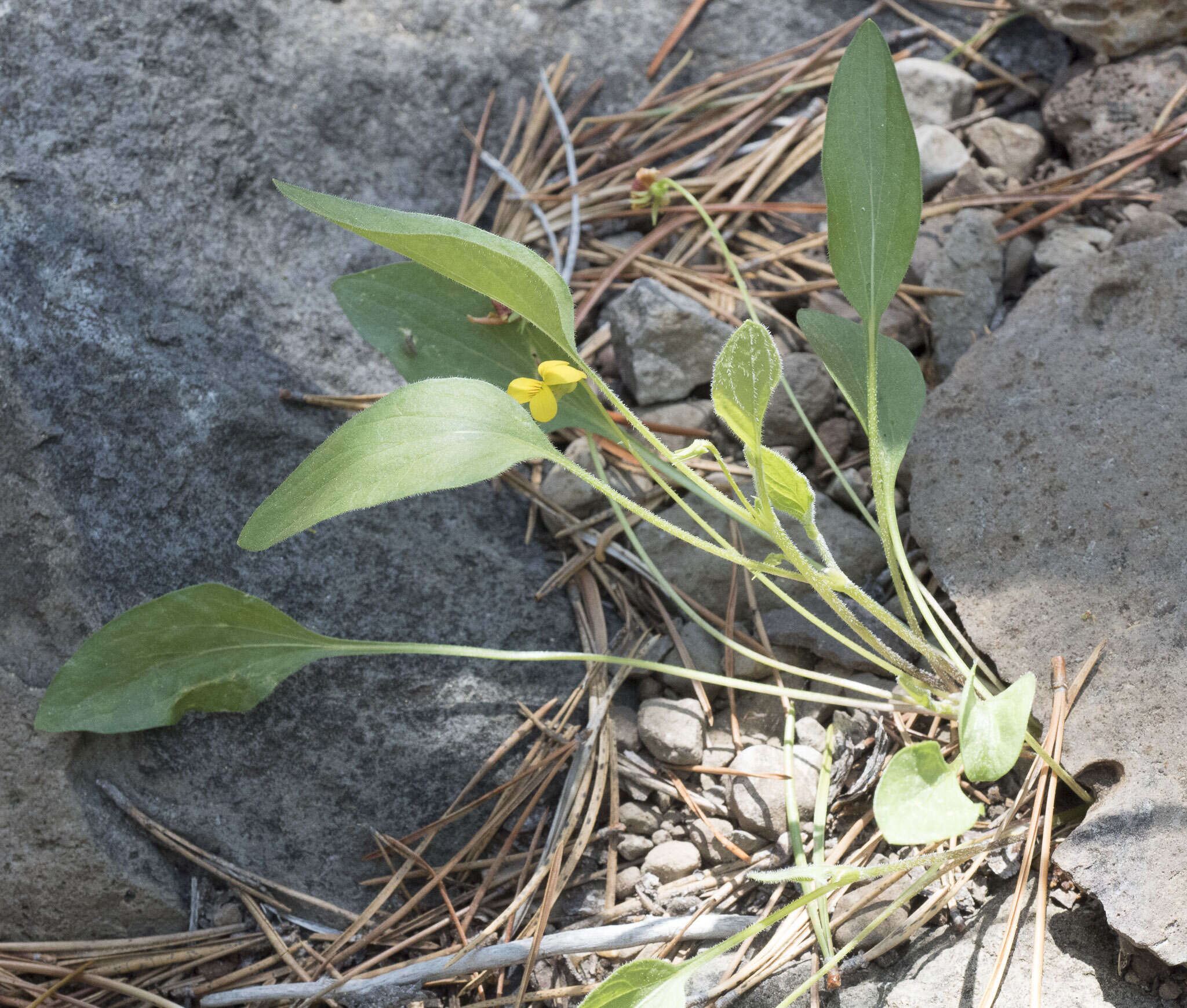 Image of Baker's violet