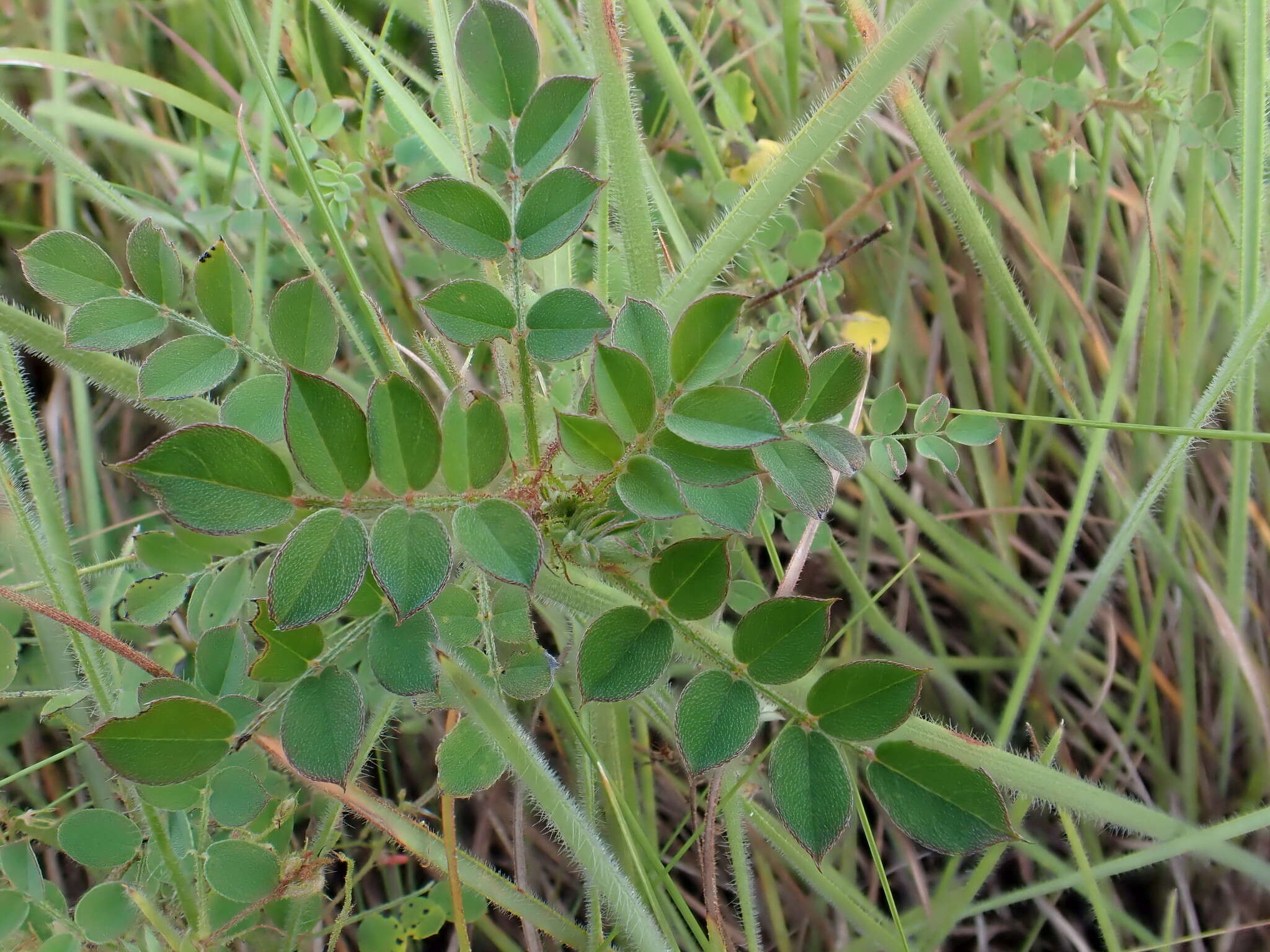 Sivun Indigofera adenoides Baker fil. kuva