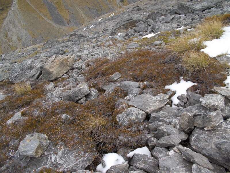 Image of Dracophyllum pronum W. R. B. Oliver