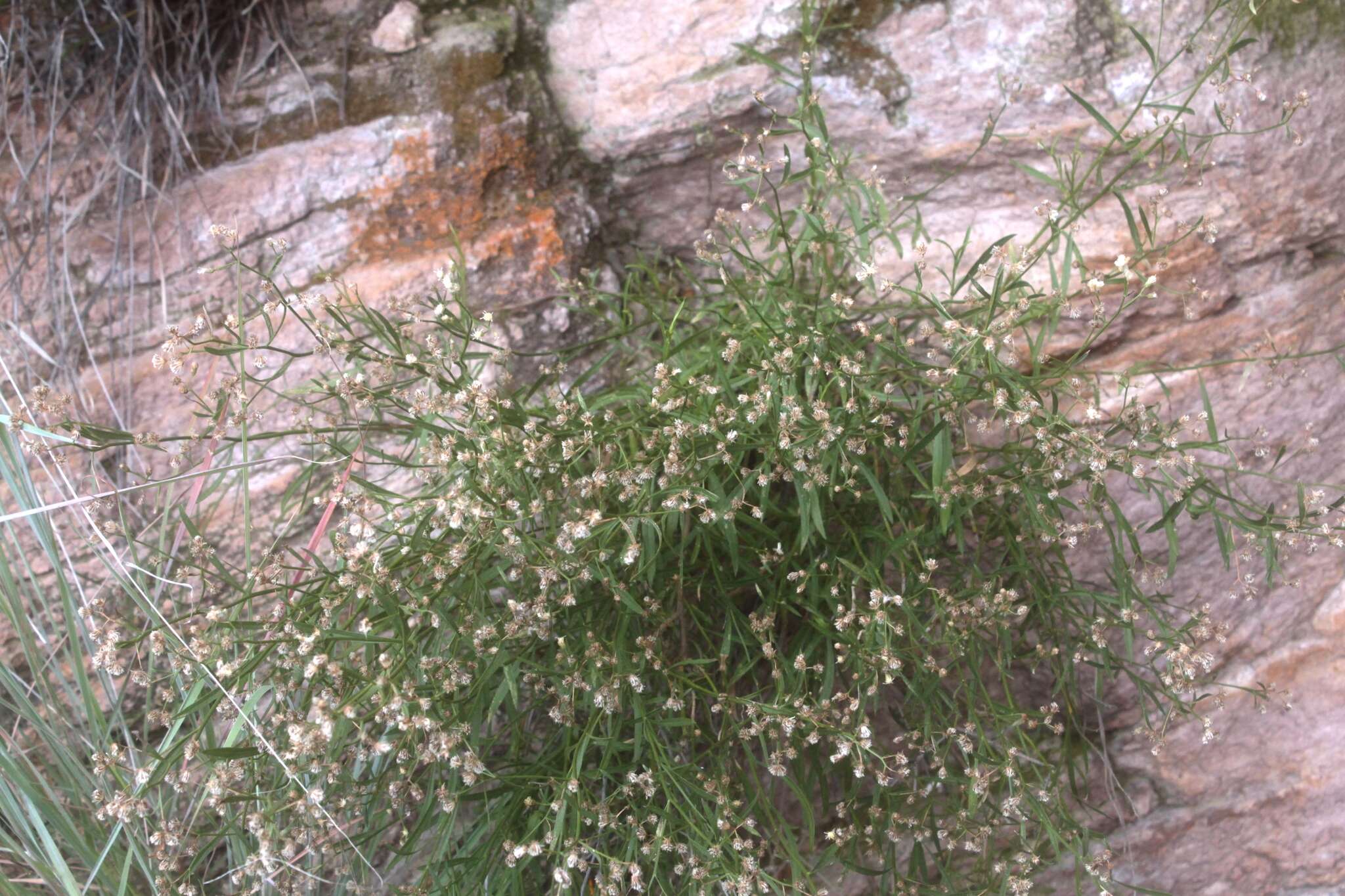 Image of Baccharis sulcata DC.