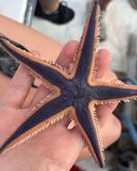 Image of Astropecten articulatus (Say 1825)