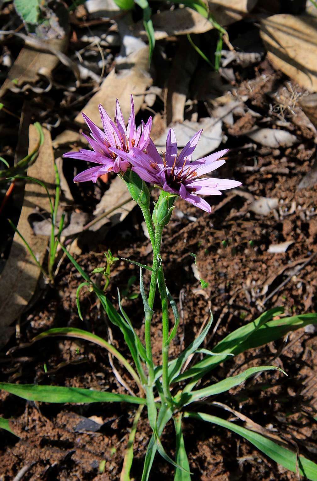 Pseudopodospermum undulatum subsp. deliciosum (Guss.) Bartolucci, Galasso & F. Conti resmi