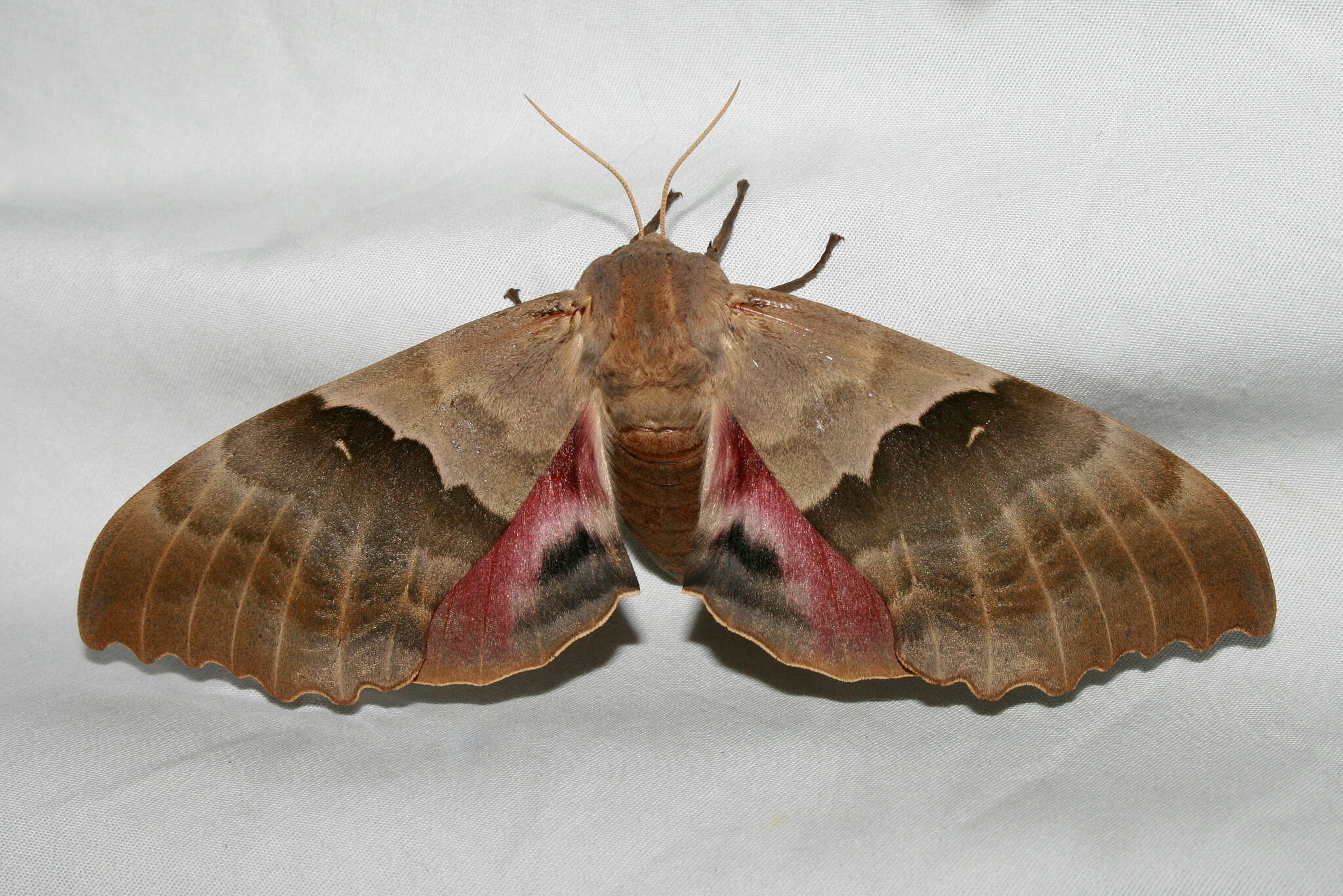 صورة Pachysphinx modesta (Harris 1839)